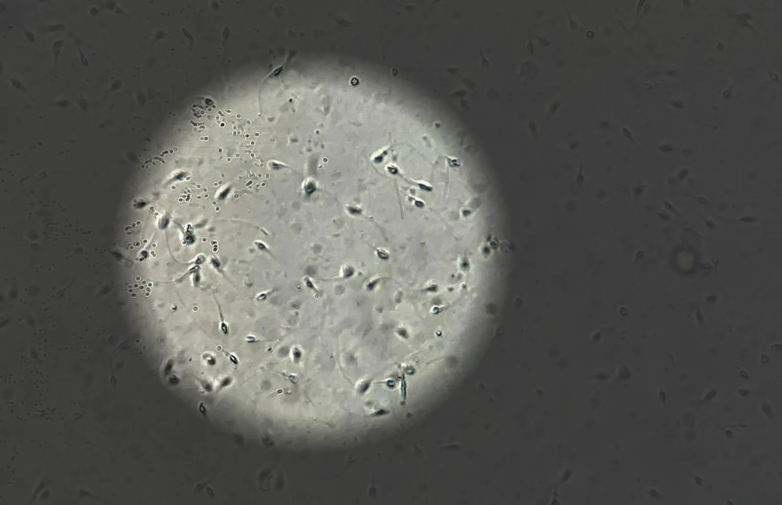 bovine sperm microscope visual assessment avare biotech