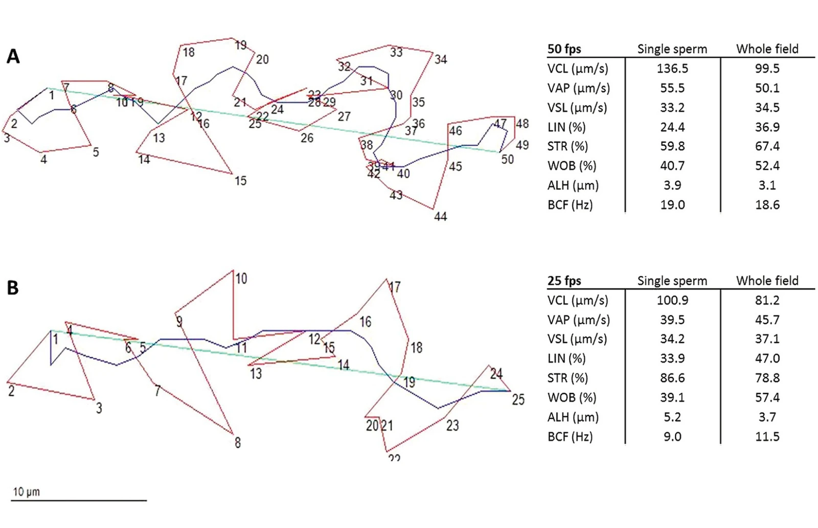 casa sperm kinematic parameters vcl vsl vap diagram avare biotech