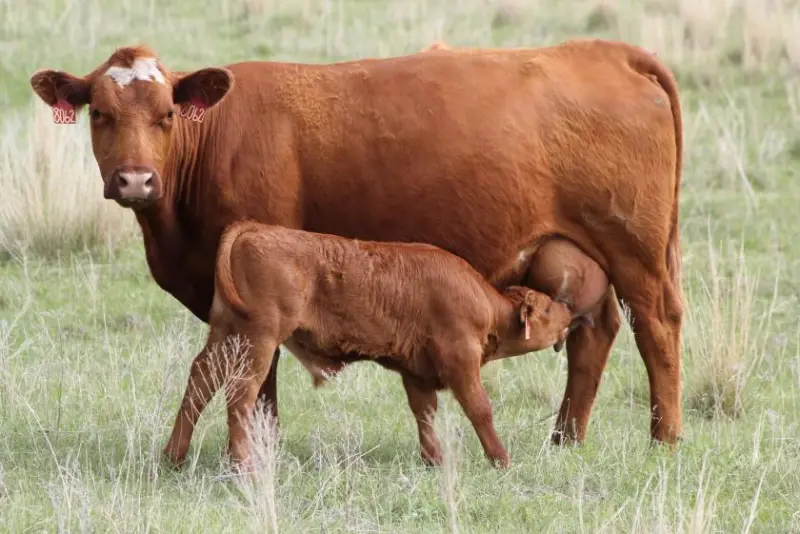 cow nursing calf bovine fertility avare biotech