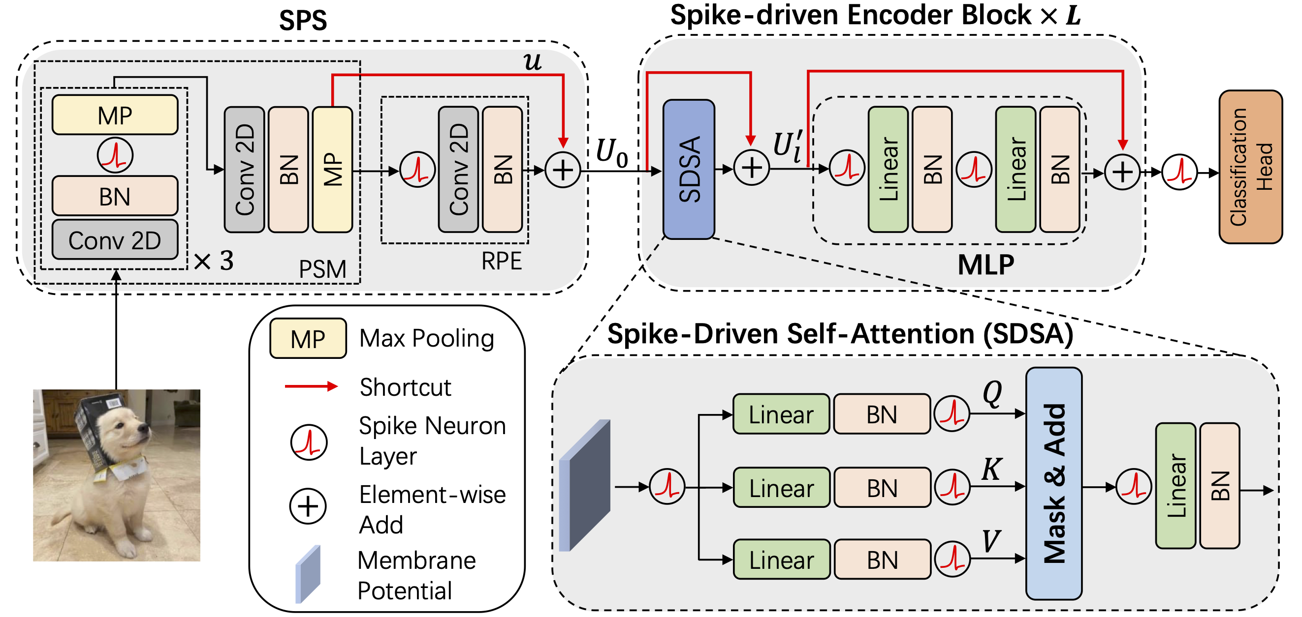 The architecture of Spike-Driven-Transformer.