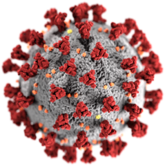 The novel coronavirus