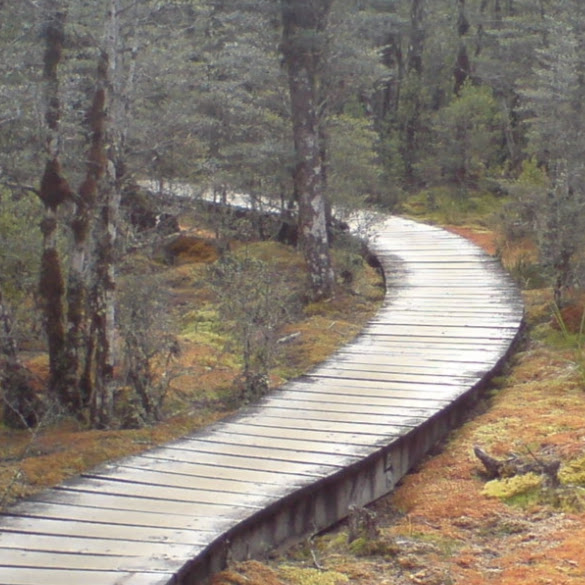 A picture of a boardwalk through a forest.