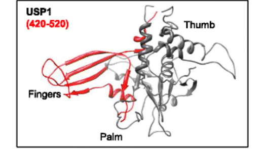 Modeled structure of USP1 catalytic domains using SWISS-MODEL