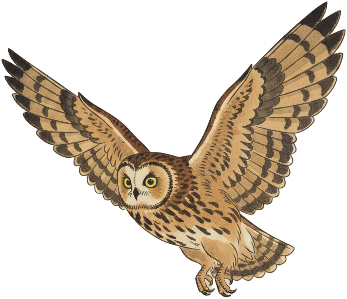 Short-eared Owl
