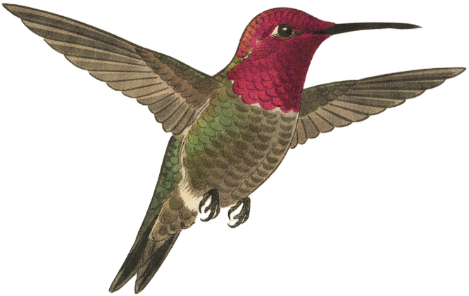Anna's Hummingbird