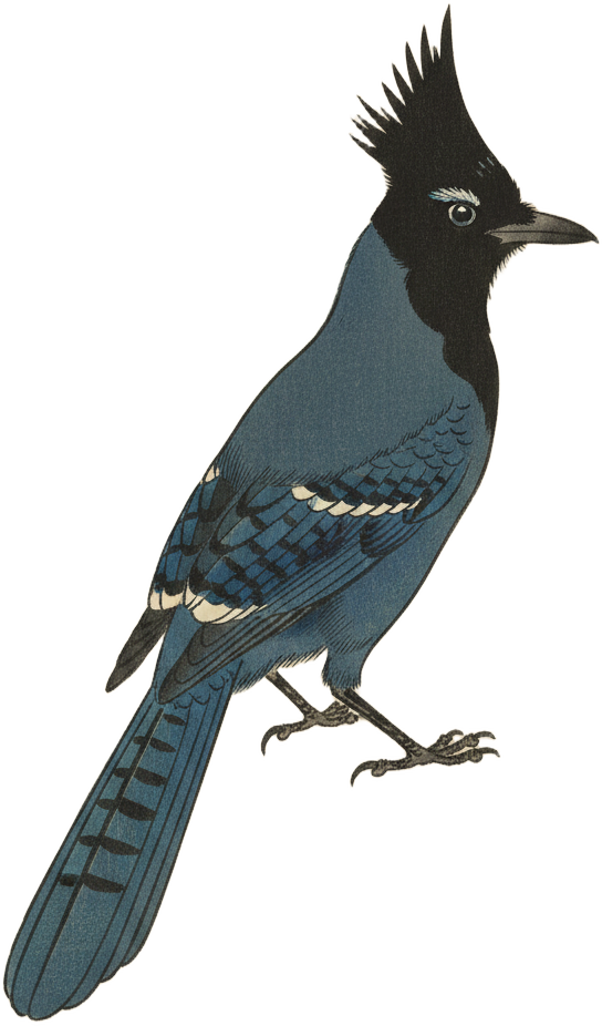 Steller's Jay