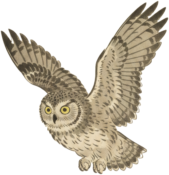 Western Screech-Owl