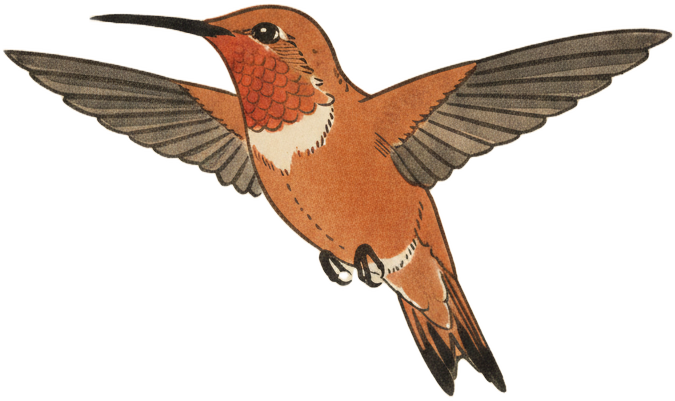 Rufous Hummingbird