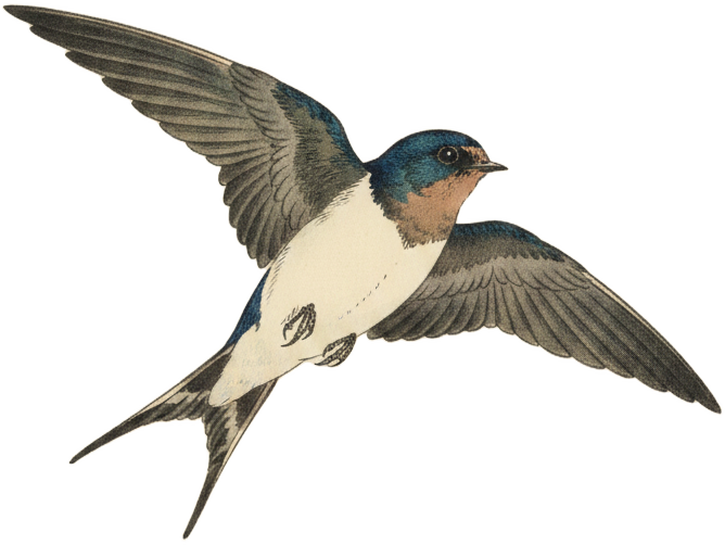 Tree Swallow