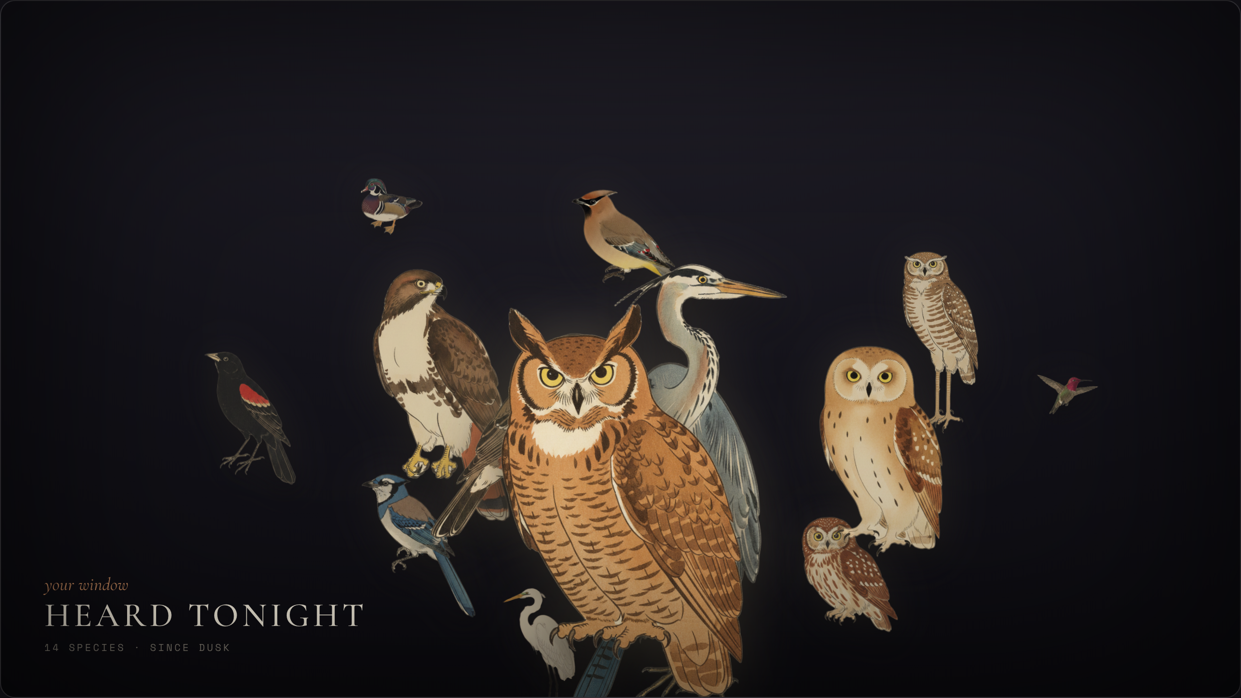 Belkins BirdNET — ambient wall mode (nocturne)