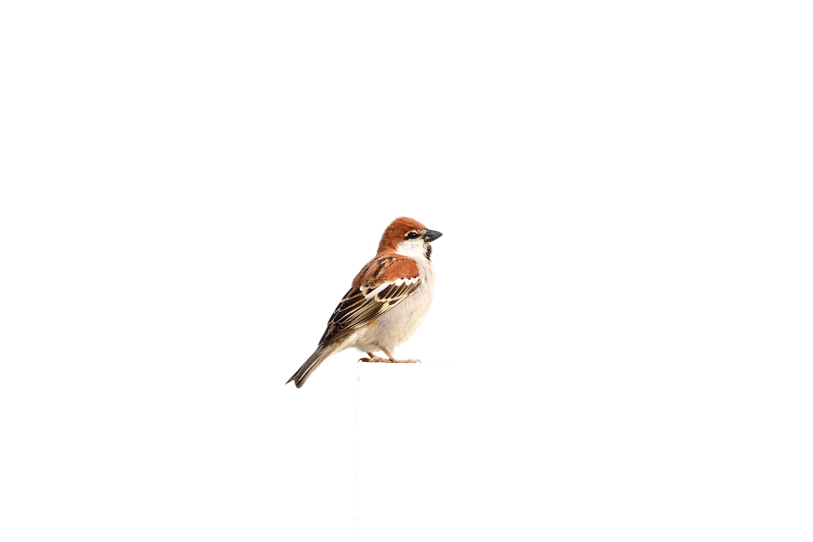 Github Bettyshen Russet Sparrow