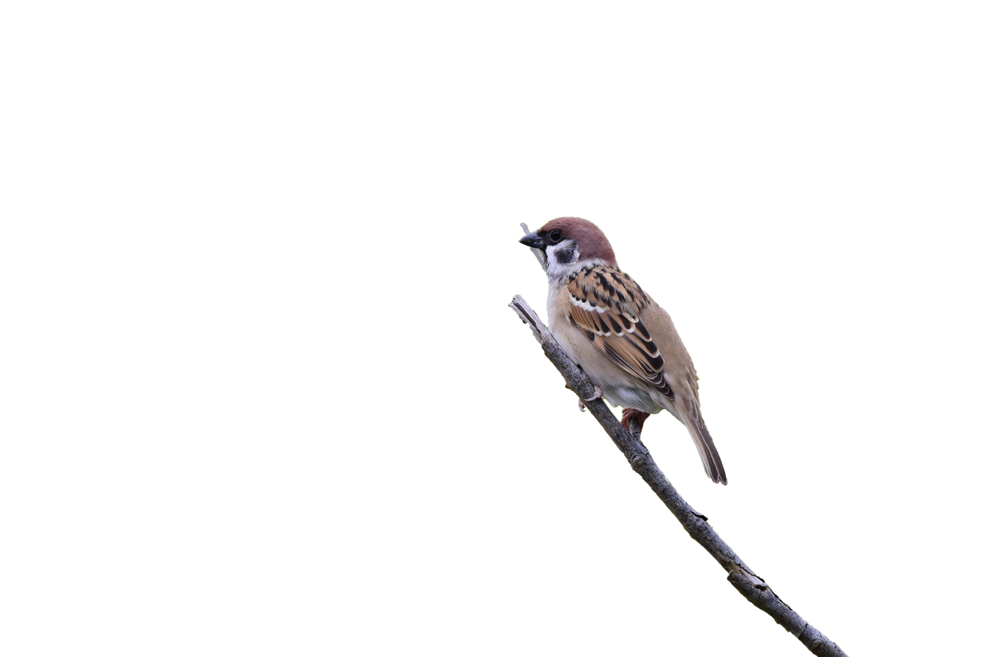Github Bettyshen Russet Sparrow