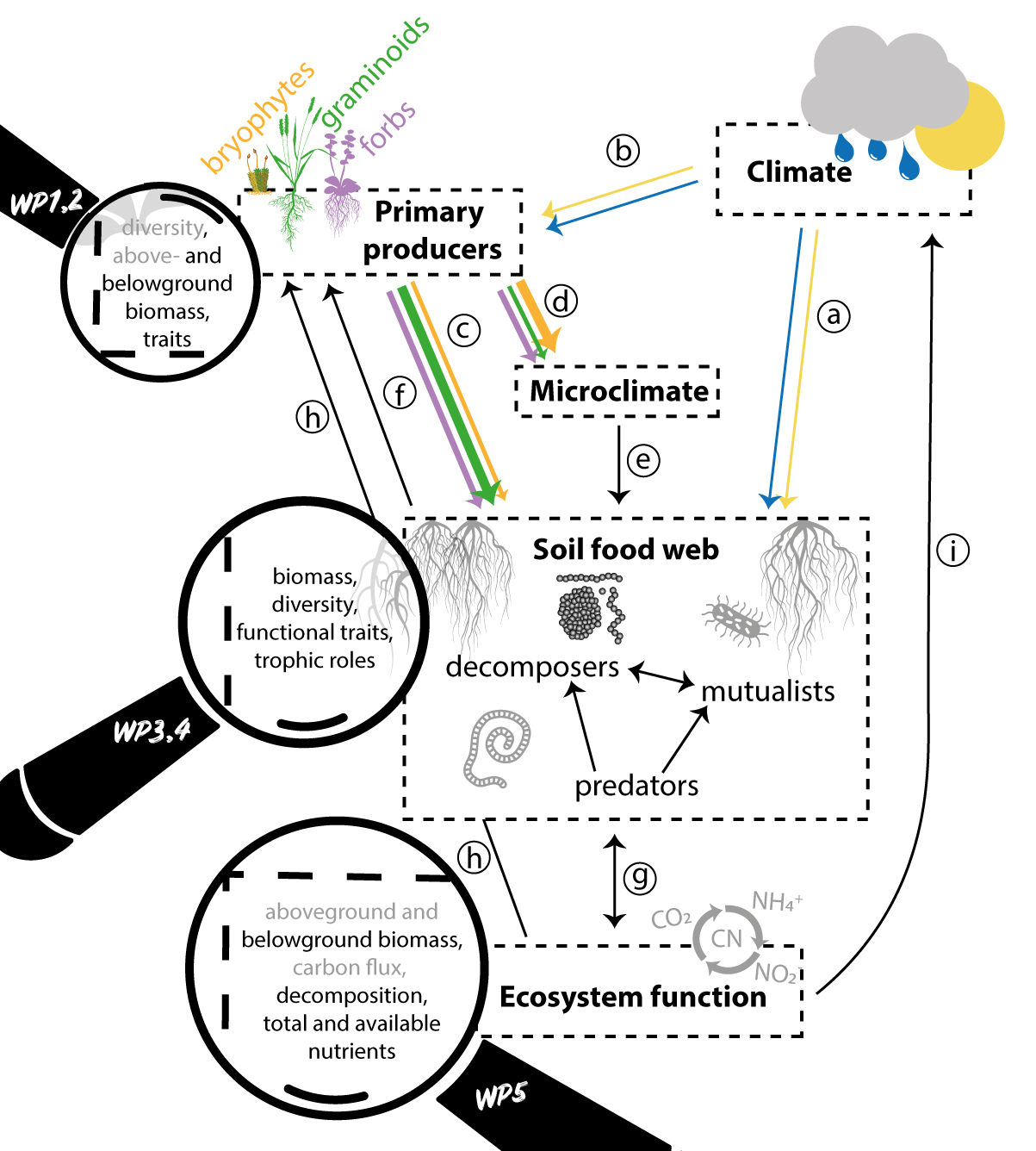 Climate, Functional groups and soil-foodweb.