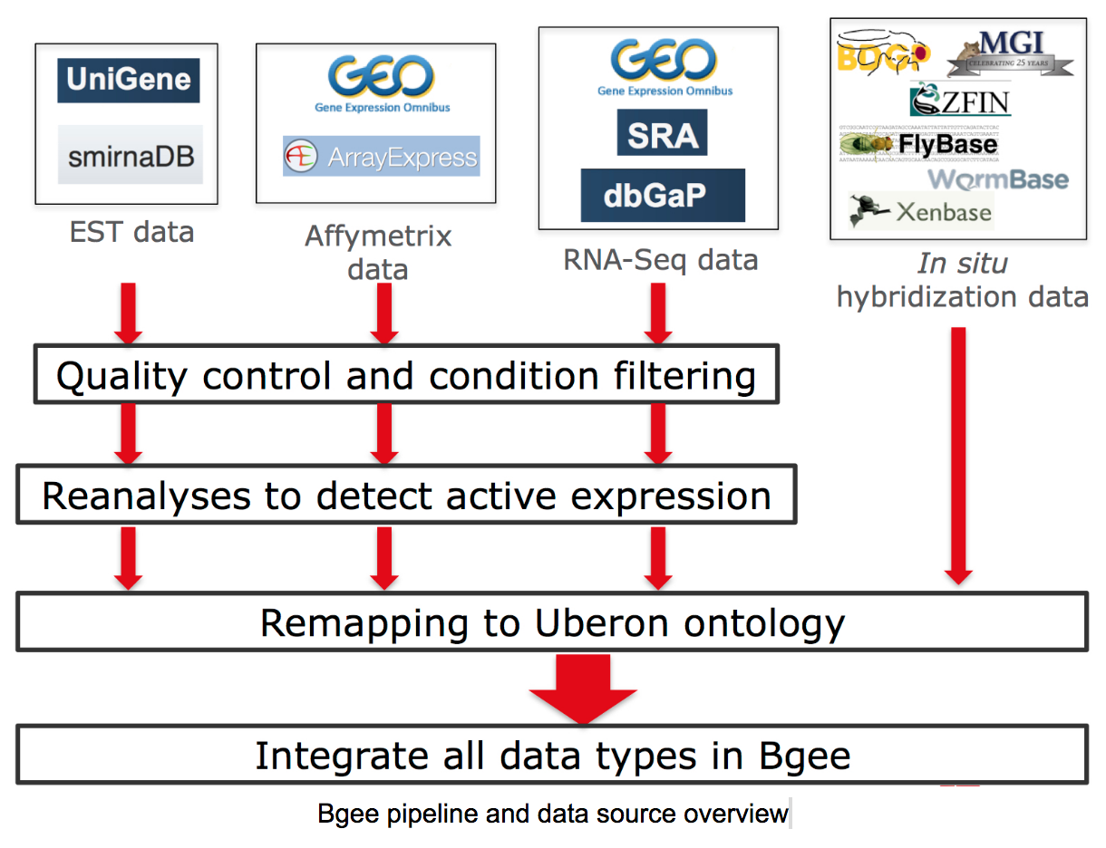 Bgee pipeline overview