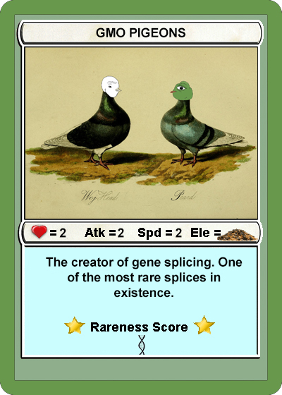 GMOPIGEONS