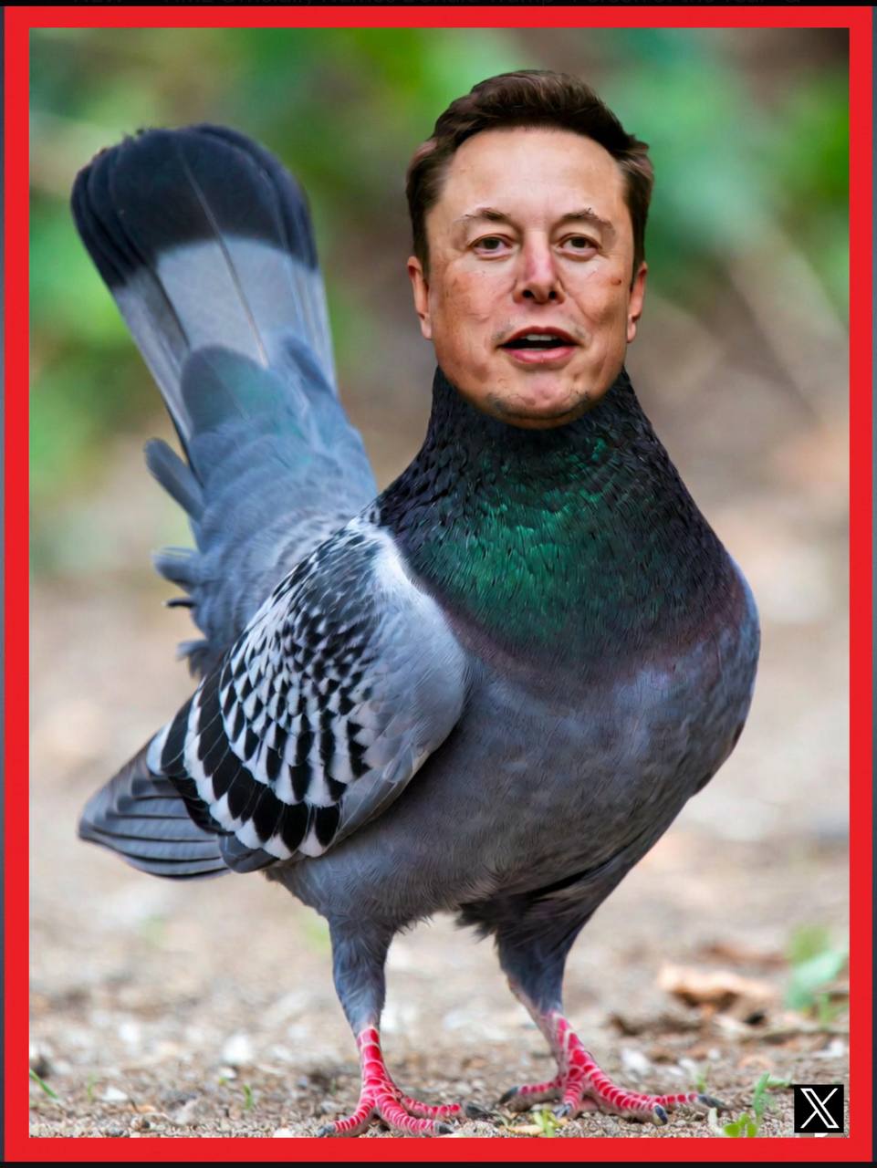 ELONPIGEON