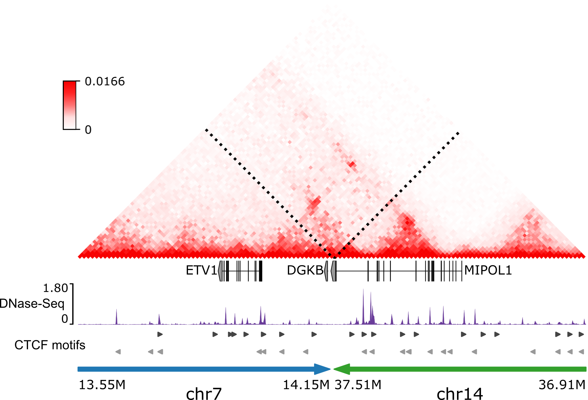 ./images/LNCaP.CTCF-motifs.png