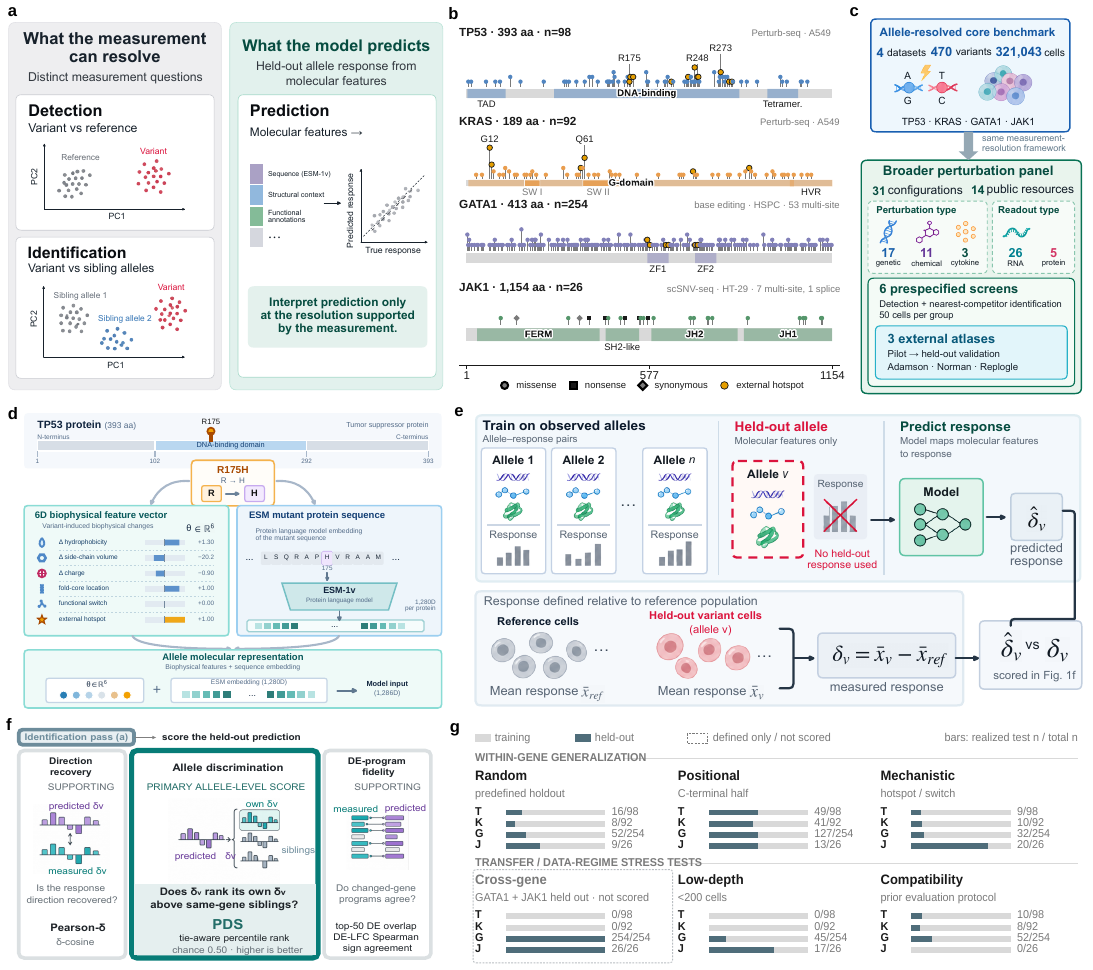Figure 1a-c: detection and identification are measurement questions; prediction is a model question. PertResolve-Bench combines allele-resolved data with a broader perturbation panel.