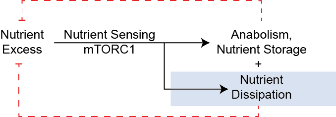 Schematic demonstrating mTORC1 driving both anabolic and catabolic negative feedback