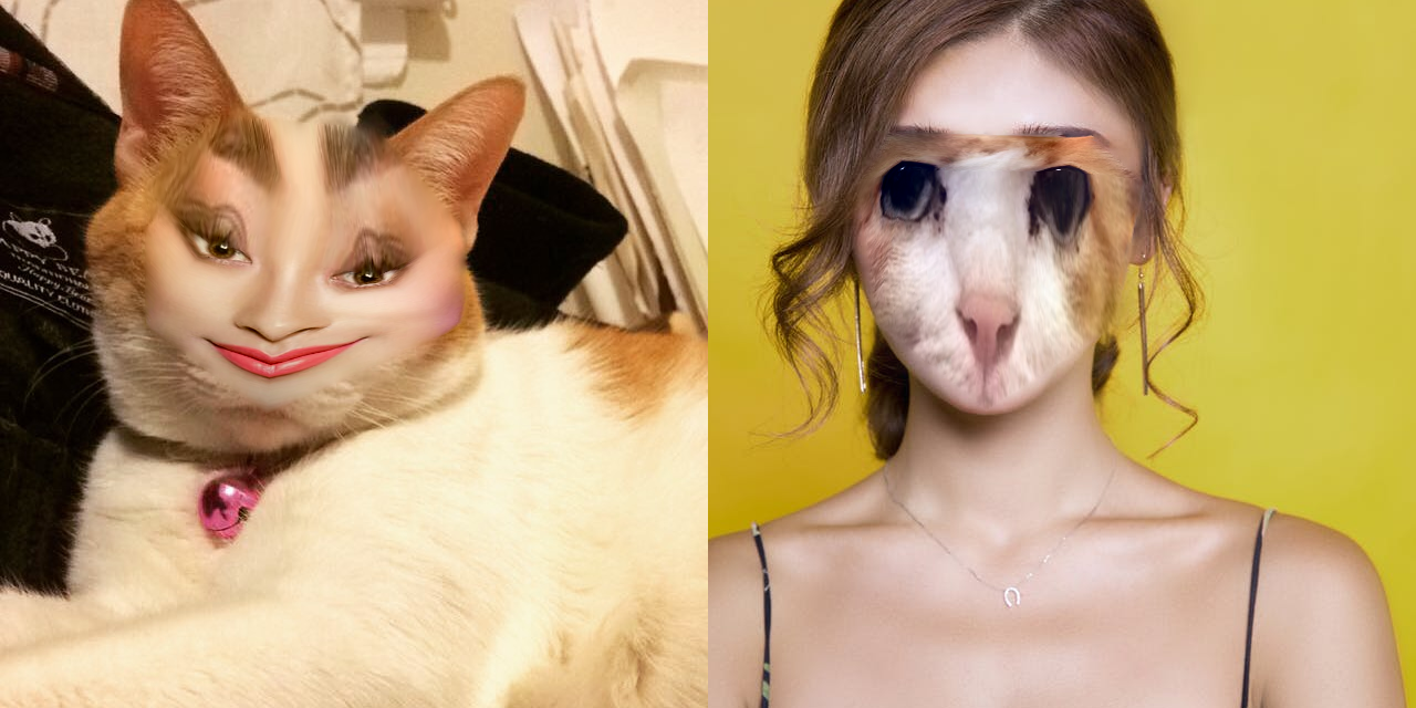 so Face App perceives chad cat as a human face : r/oddlyterrifying