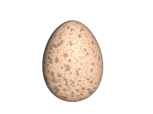 鸡蛋