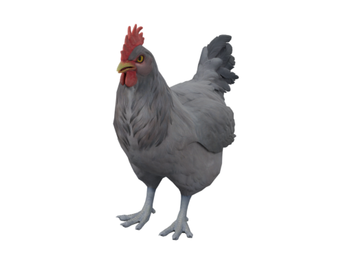 Pet Chicken | Catalana (Black)