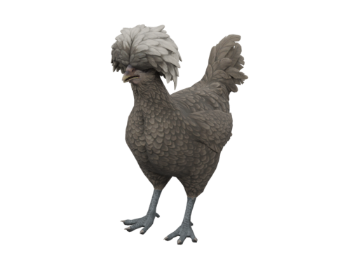 Pet Chicken | Polish (Black with White Head)