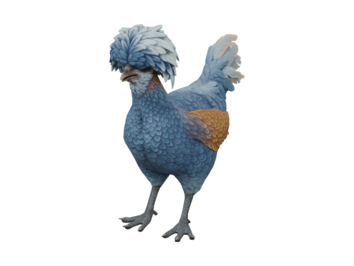 宠物鸡 | Polish (Blue)
