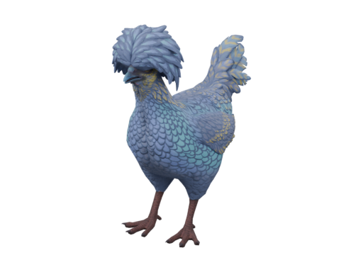 宠物鸡 | Polish (Blue Yellow)