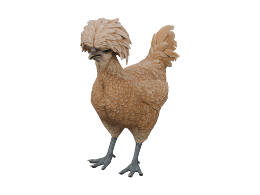Pet Chicken | Polish (Brown)