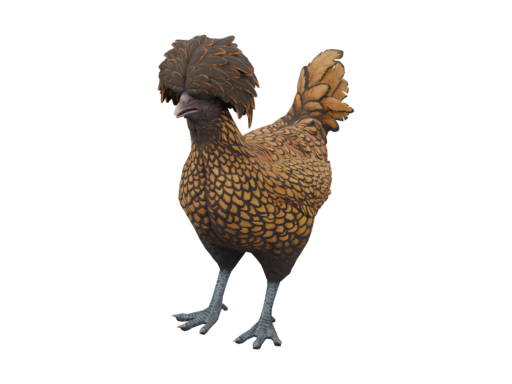 宠物鸡 | Polish (Brown with Black Wing Tips)