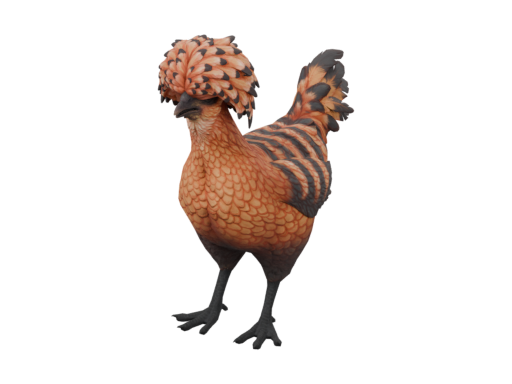 宠物鸡 | Polish (Orange with Black Stripes)