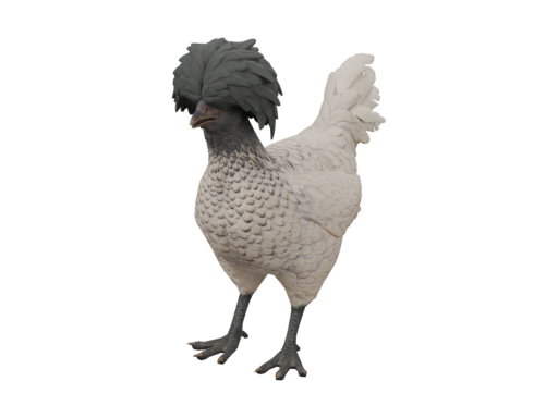 宠物鸡 | Polish (White Black Head)