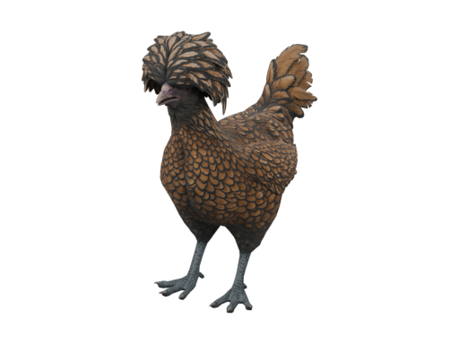 Pet Chicken | Polish (White with Black Wing Tips)