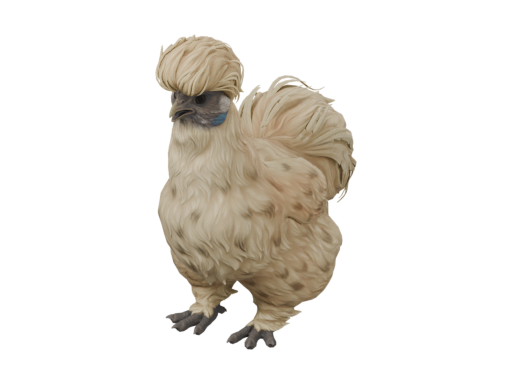宠物鸡 | Silkie (Leopard)