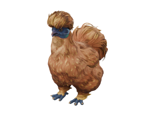 宠物鸡 | Silkie (Orange)