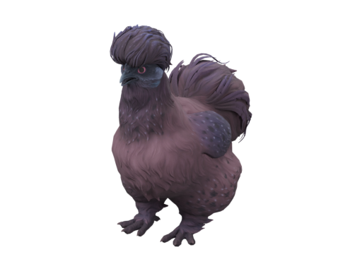 宠物鸡 | Silkie (Purple)