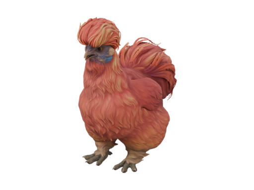 宠物鸡 | Silkie (Red)