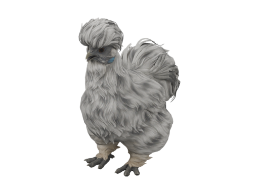 Pet Chicken | Silkie (Splash)
