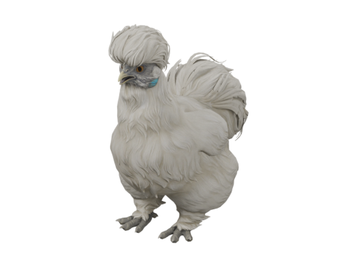 宠物鸡 | Silkie (White)
