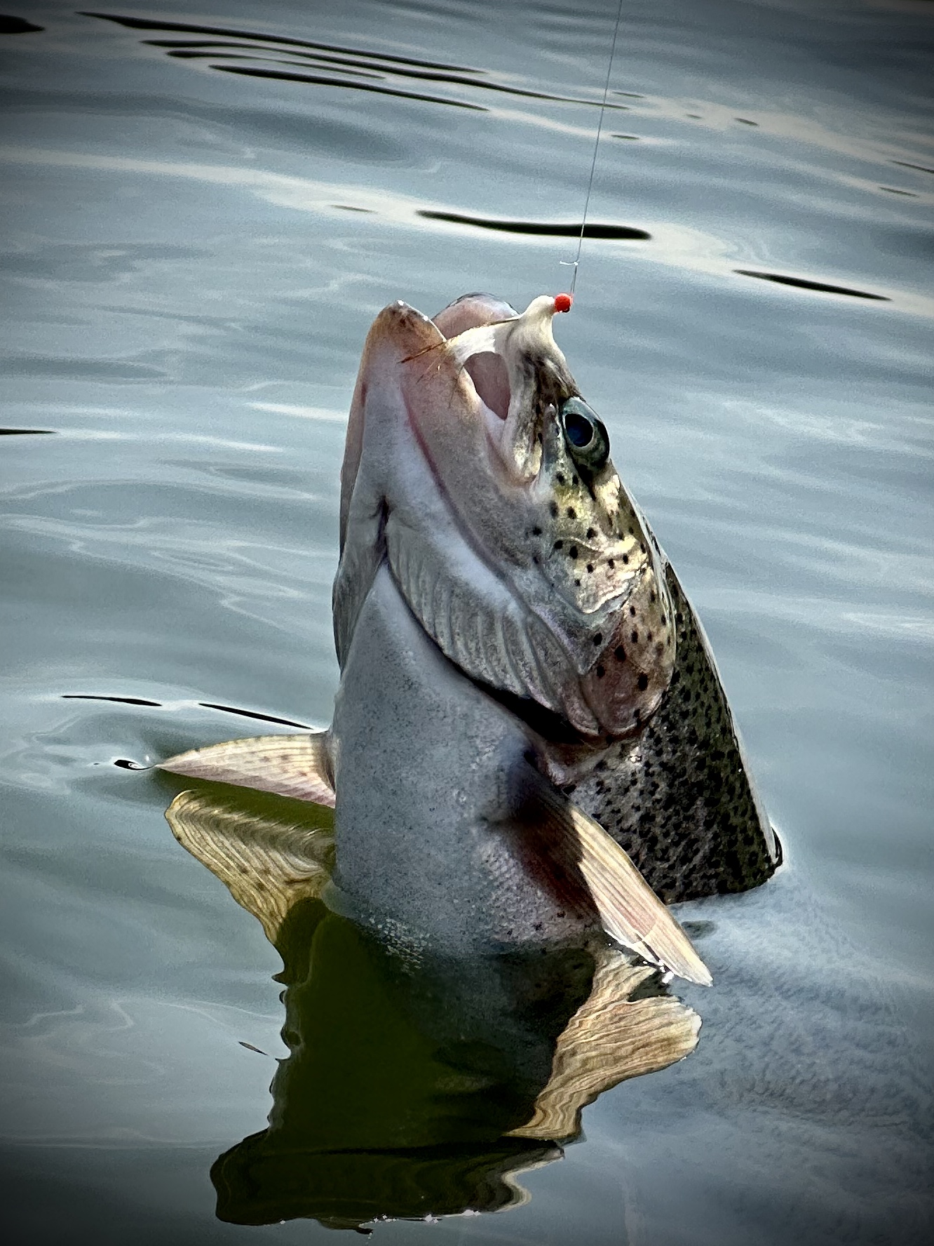 한터낚시터 송어
