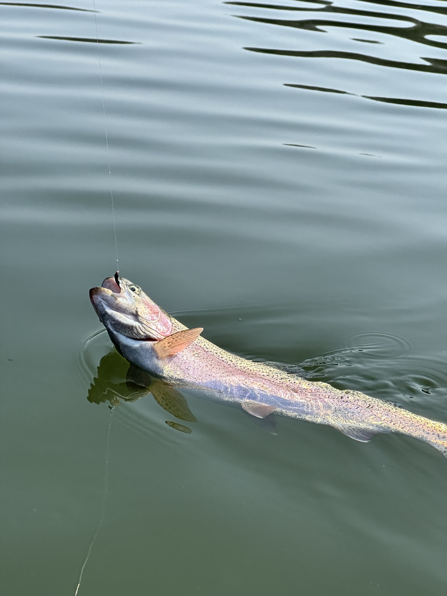 송어 훅킹 장면 1