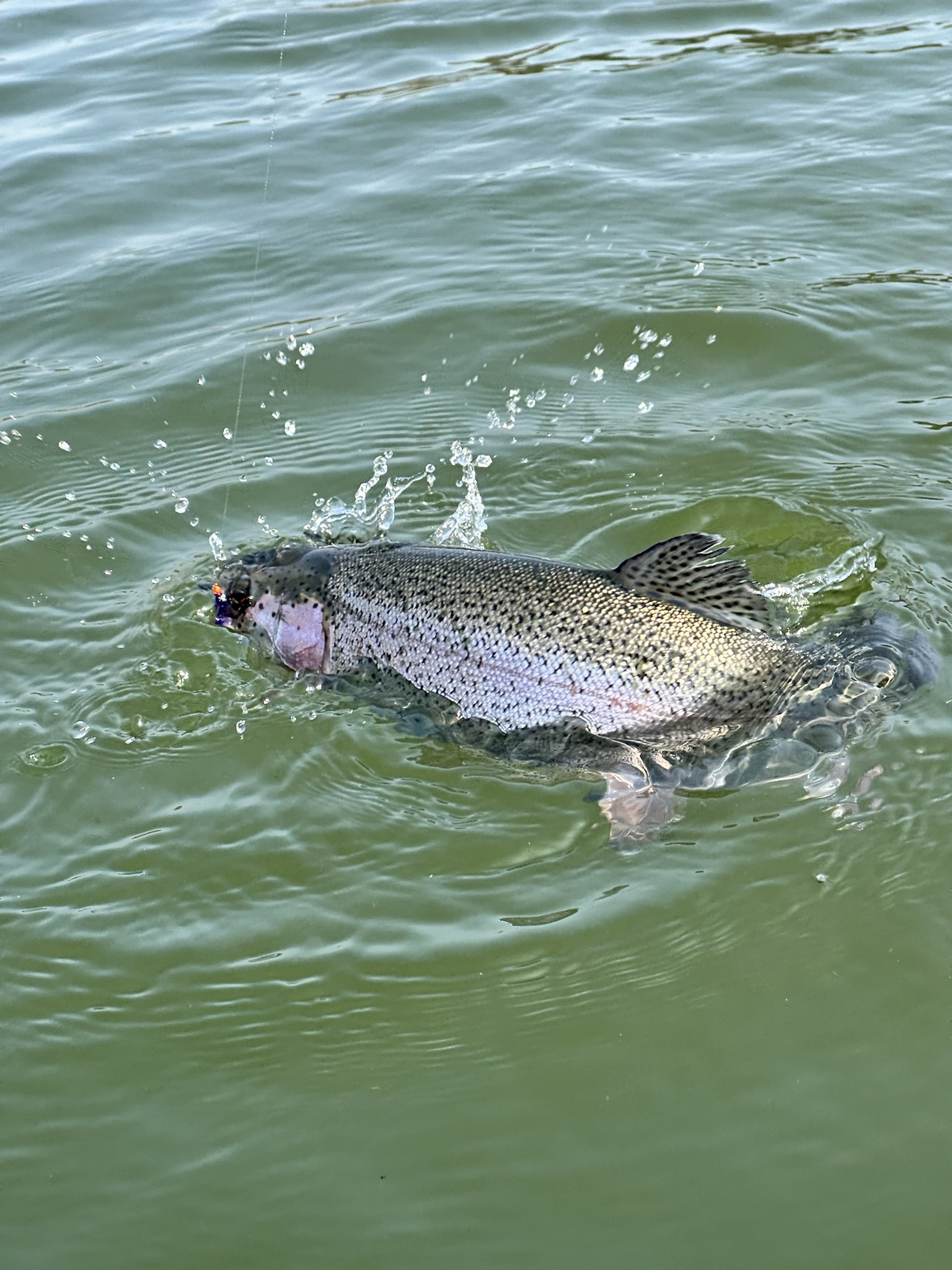 송어 훅킹 장면 2