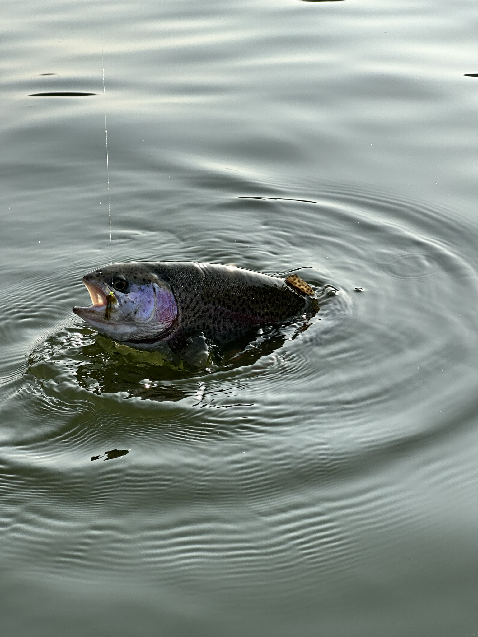 송어 훅킹 장면 3