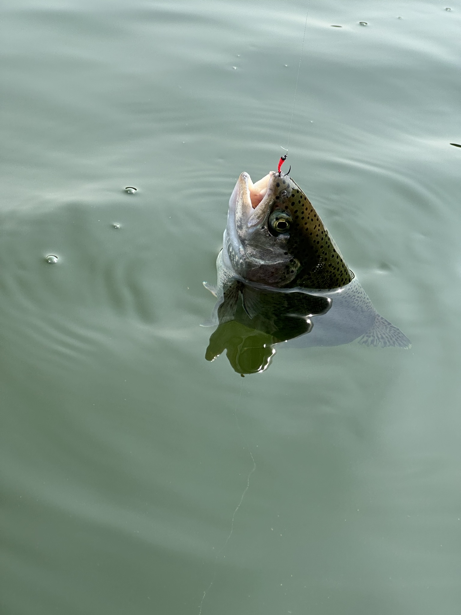 주둥이 정확히 — 레드바디 Zebra Midge