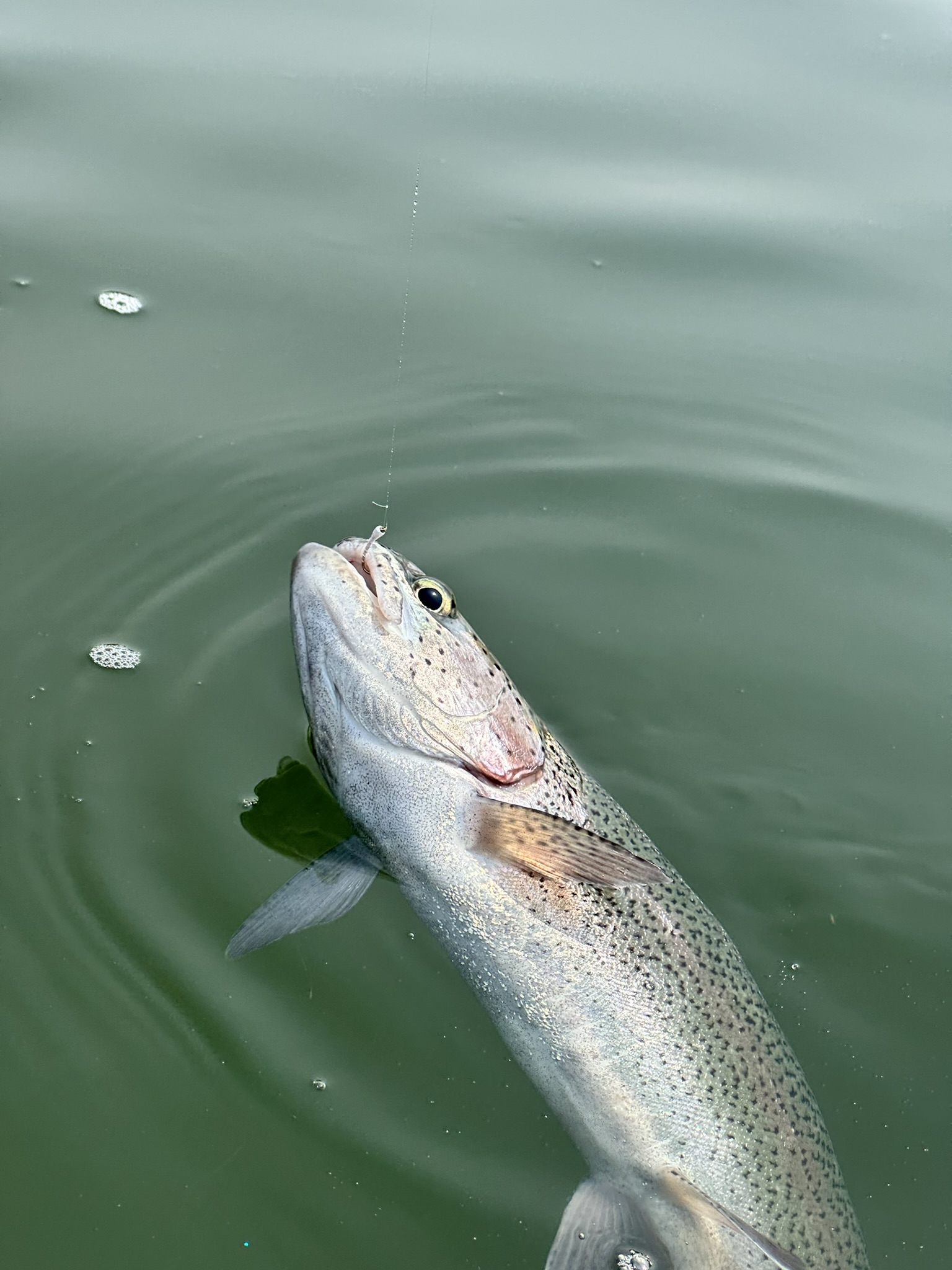 화이트 퓨파 바이트