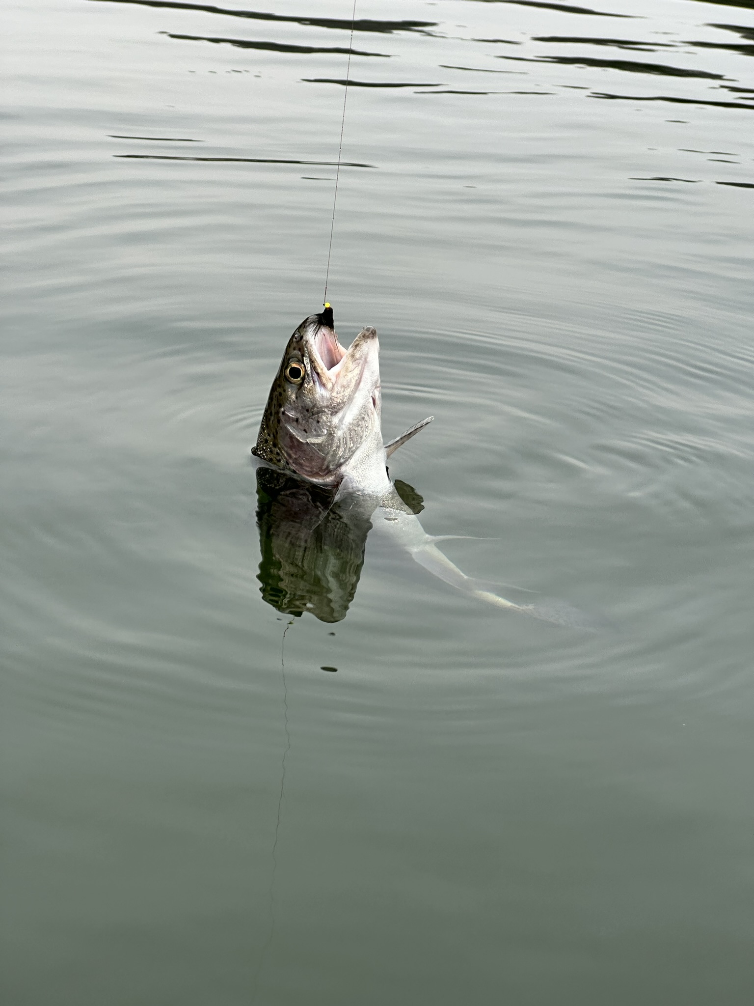 레인보우 트라우트