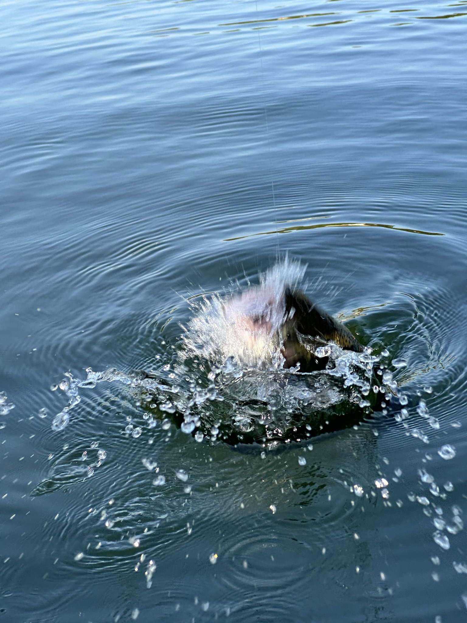 한터낚시터 송어 03
