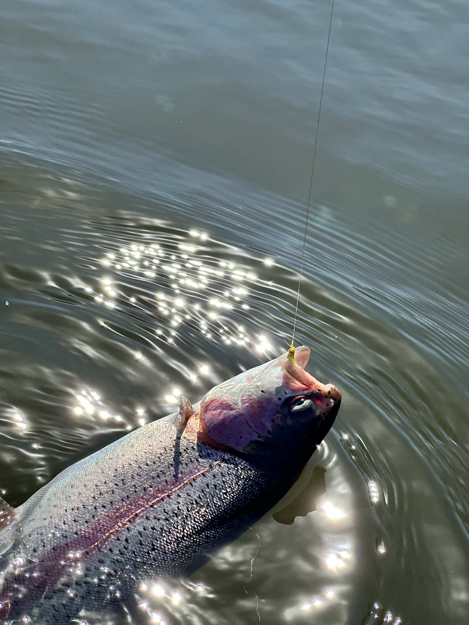 Trout 03