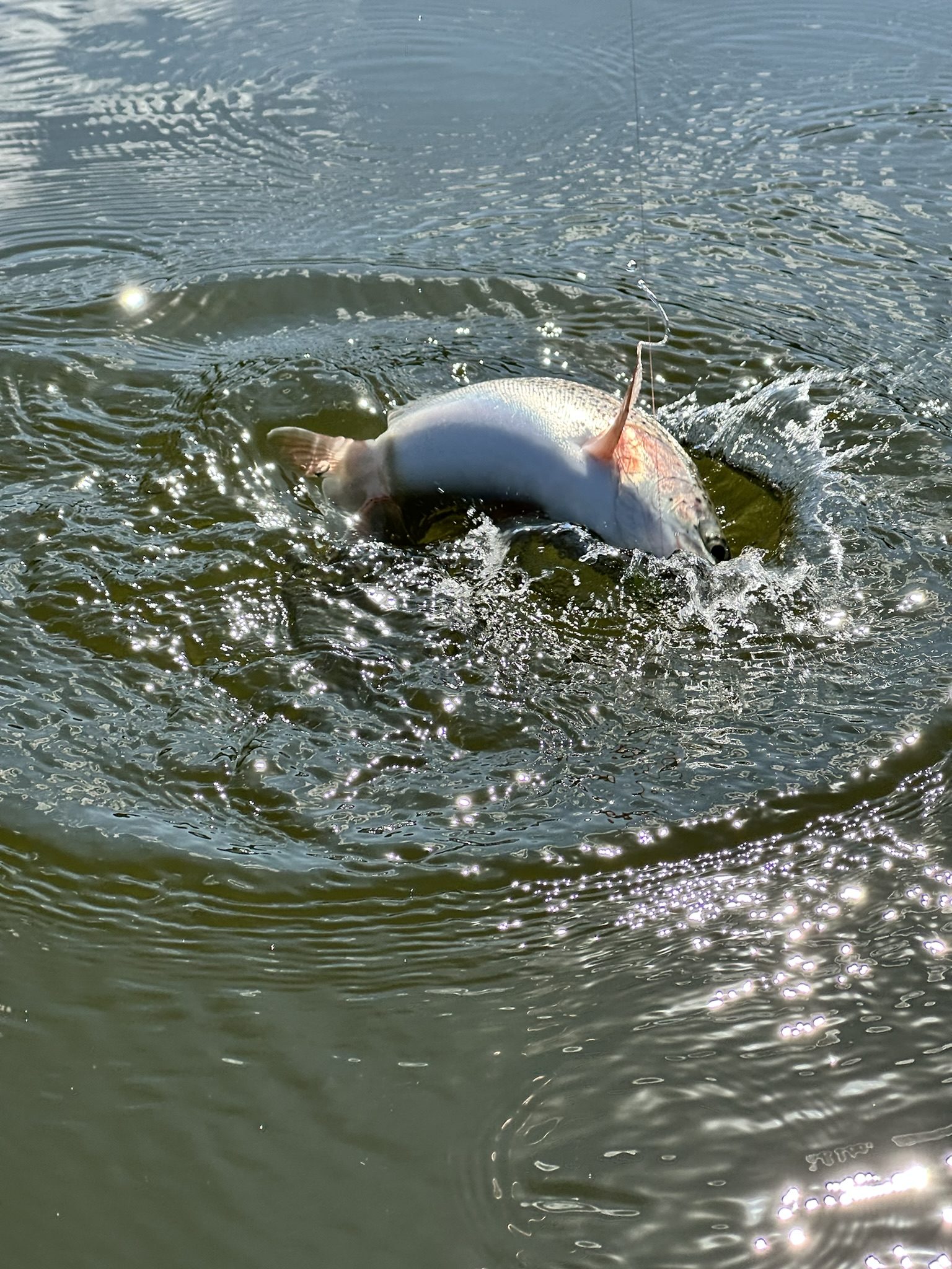 Trout 04